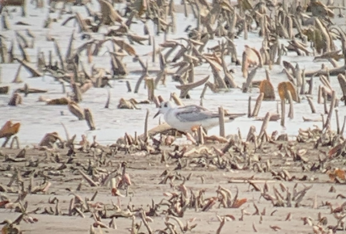 Bonaparte's Gull - ML436369291