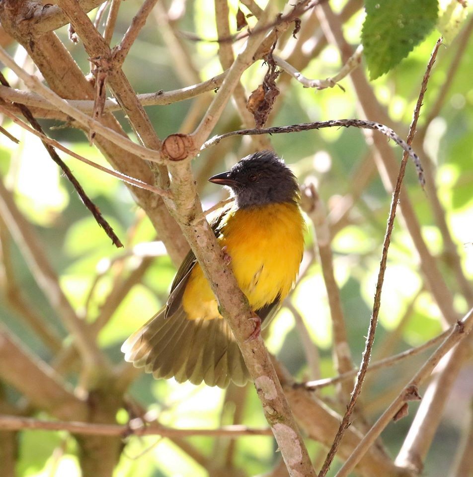 Gray-headed Tanager - ML43637061