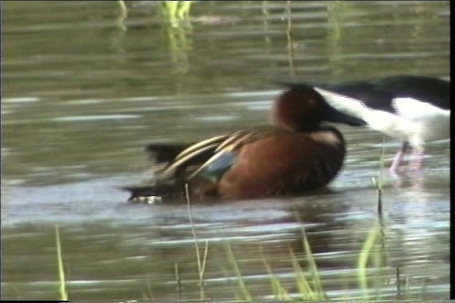 Cinnamon Teal - ML436372