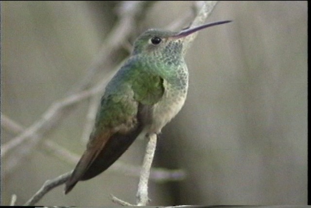 kolibřík yukatanský (ssp. cerviniventris/chalconota) - ML436373