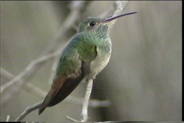 アカハシエメラルドハチドリ（cerviniventris／chalconota） - ML436373