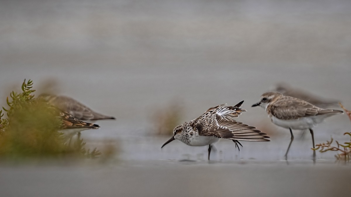 Broad-billed Sandpiper - ML436374471