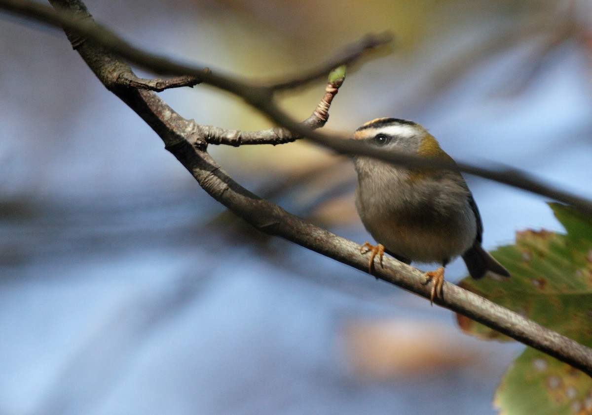 Common Firecrest - ML43637521