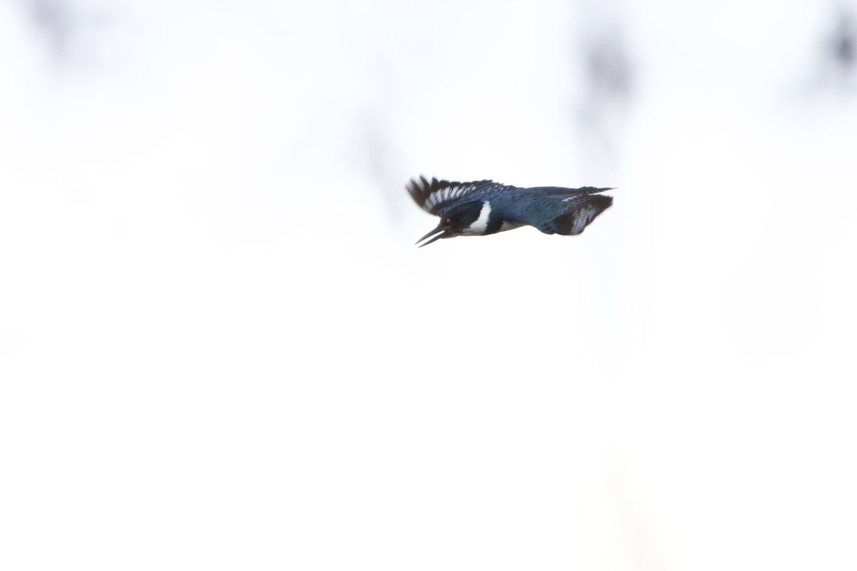 Belted Kingfisher - ML436375701