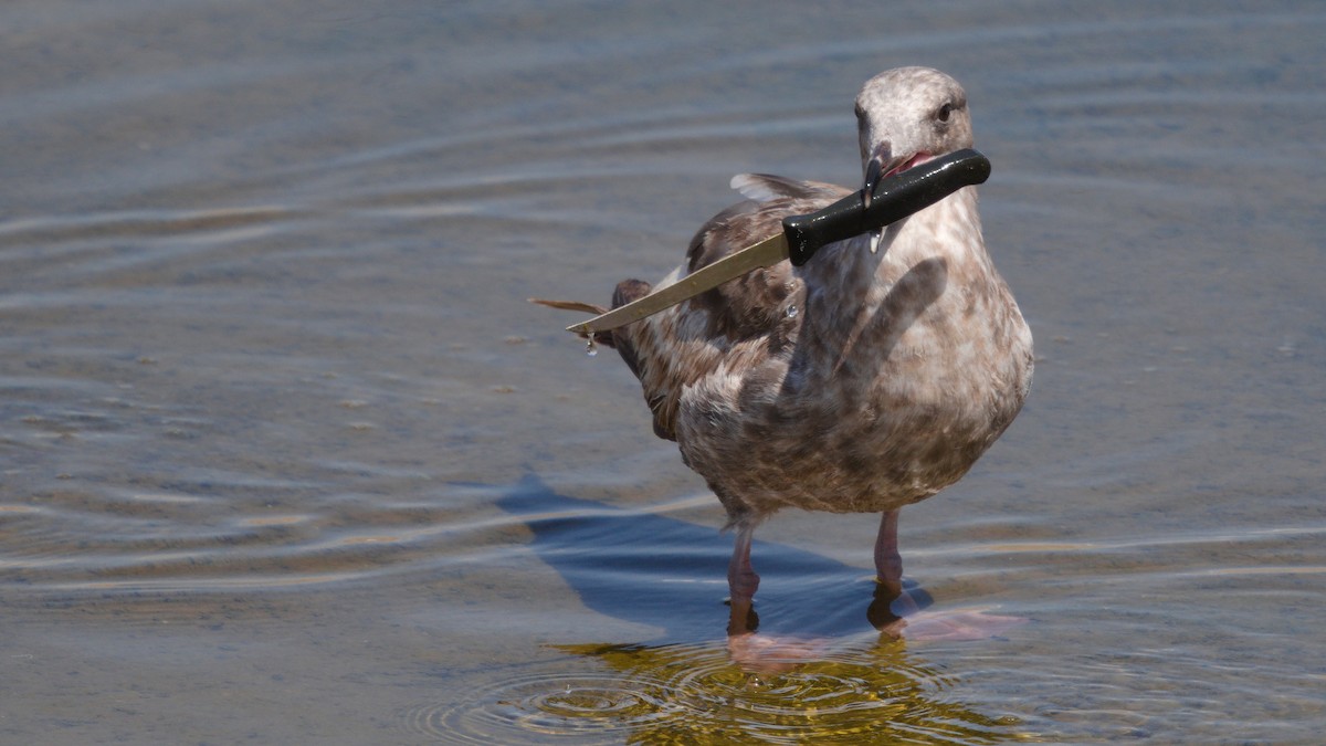 Western Gull - ML436376161