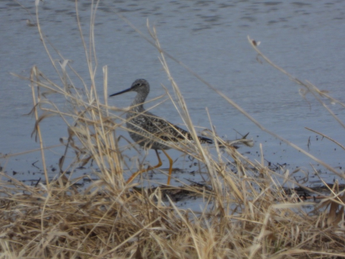 Greater Yellowlegs - Amy B