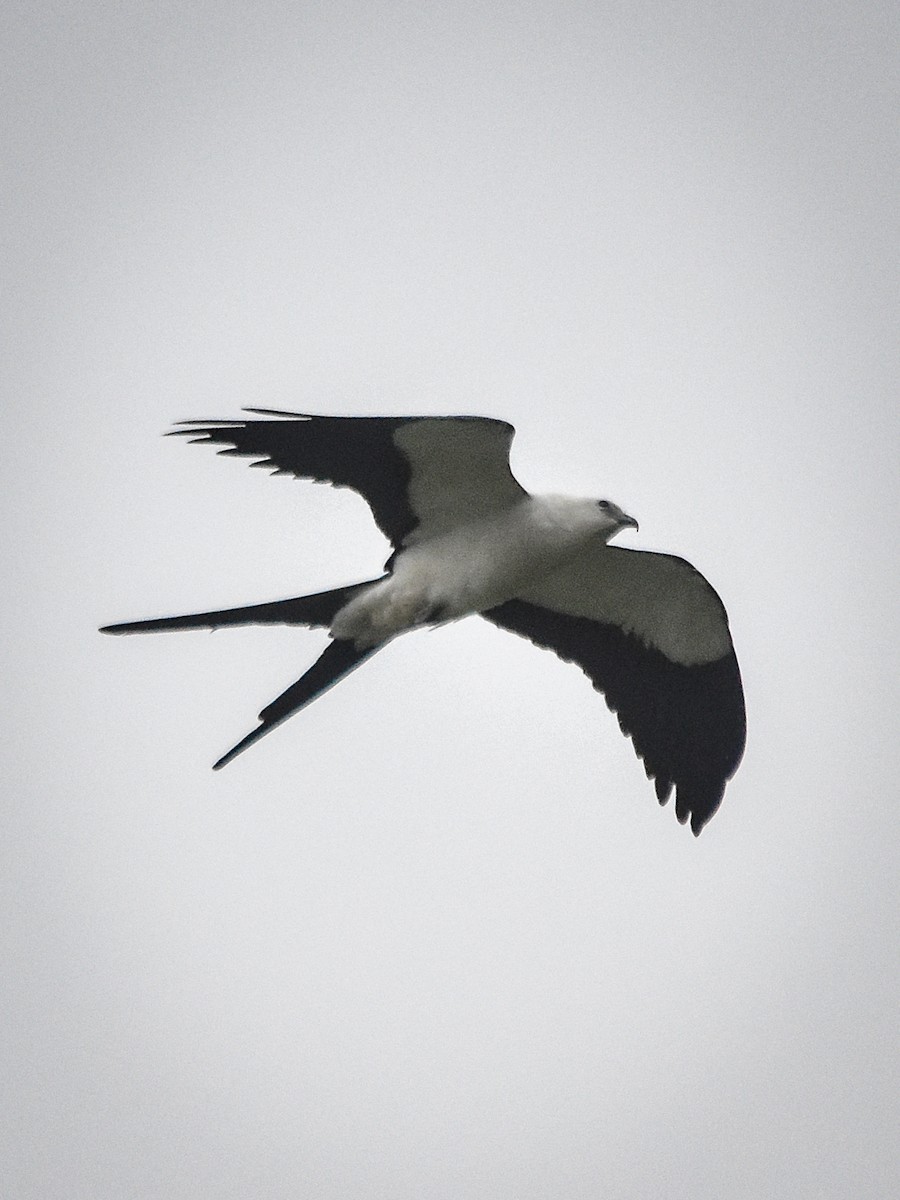 Swallow-tailed Kite - Antonio Ros