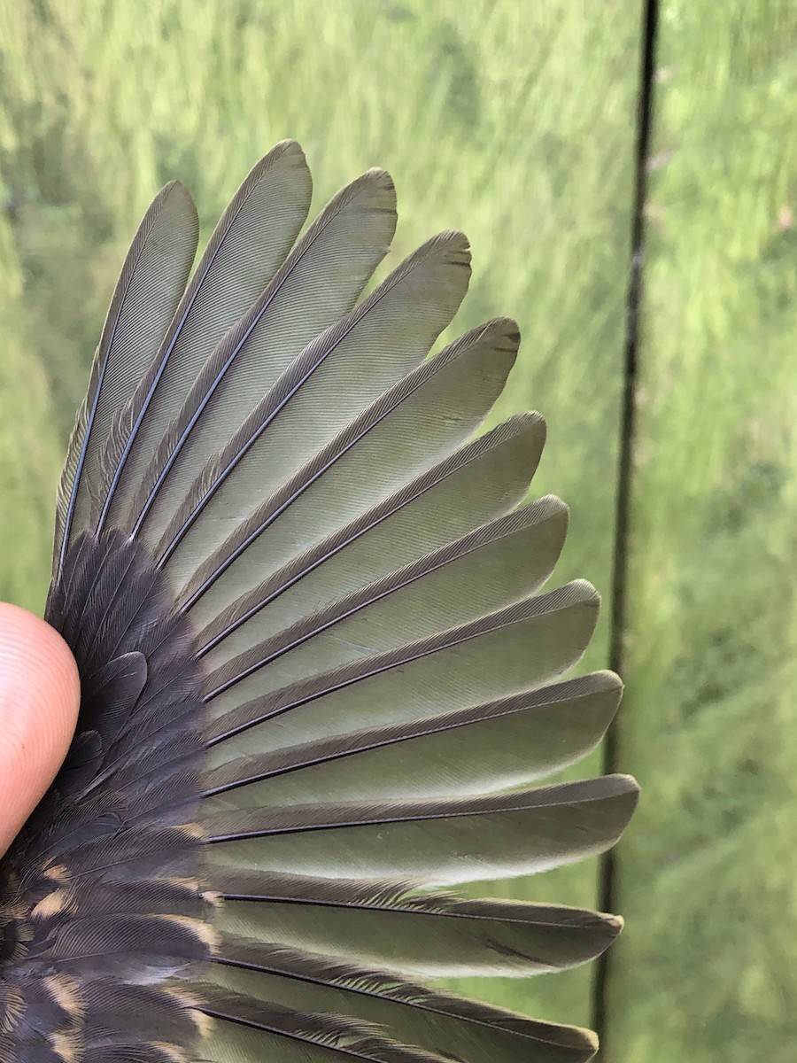 Slaty Elaenia - ML436377711