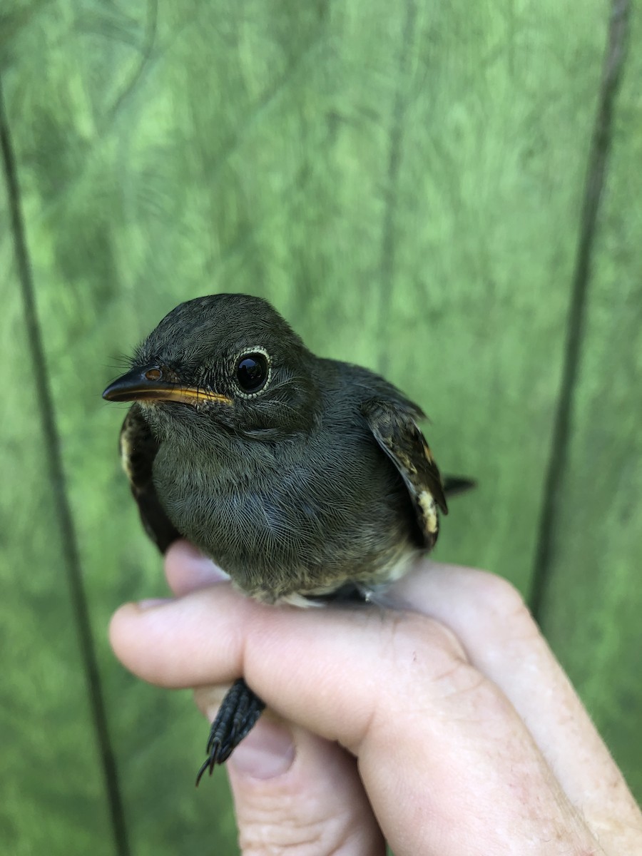 Slaty Elaenia - ML436377721