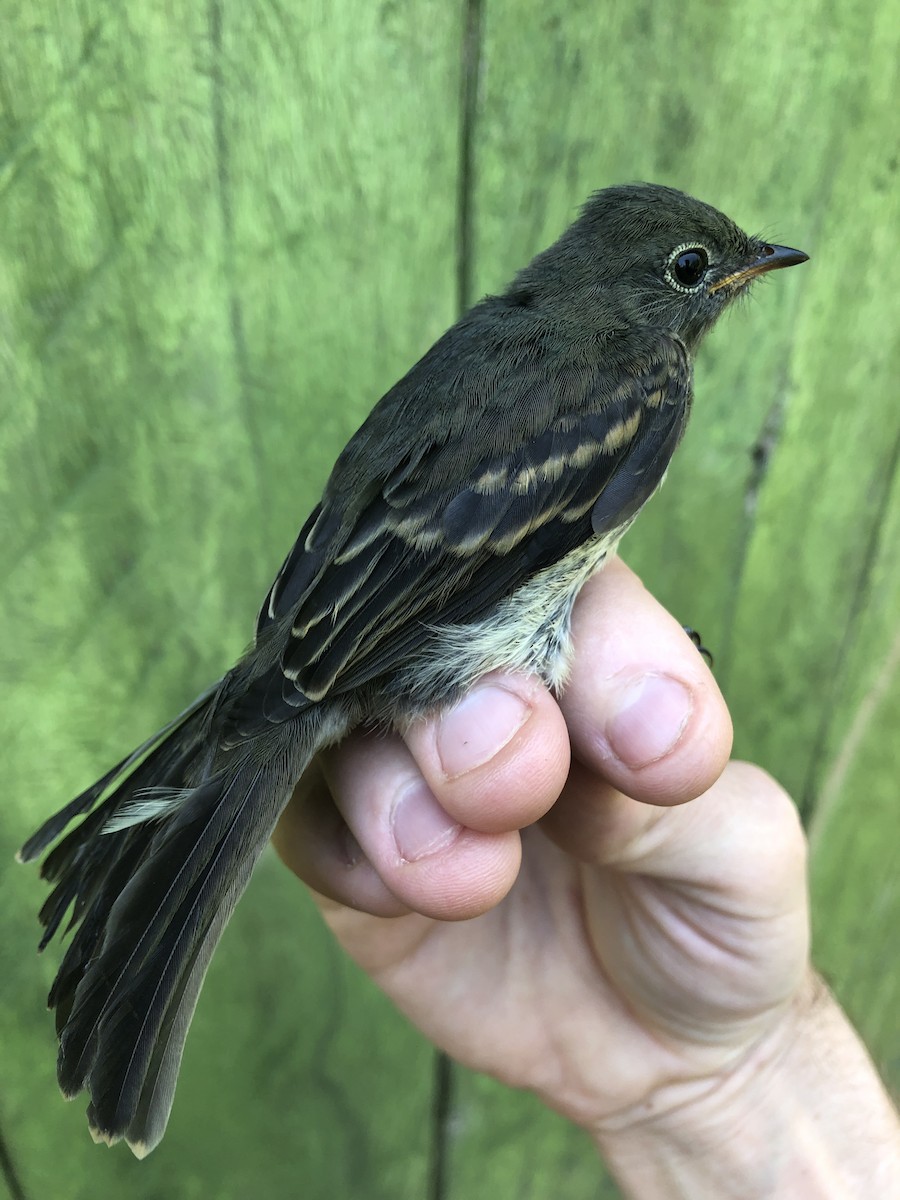 Slaty Elaenia - ML436377741