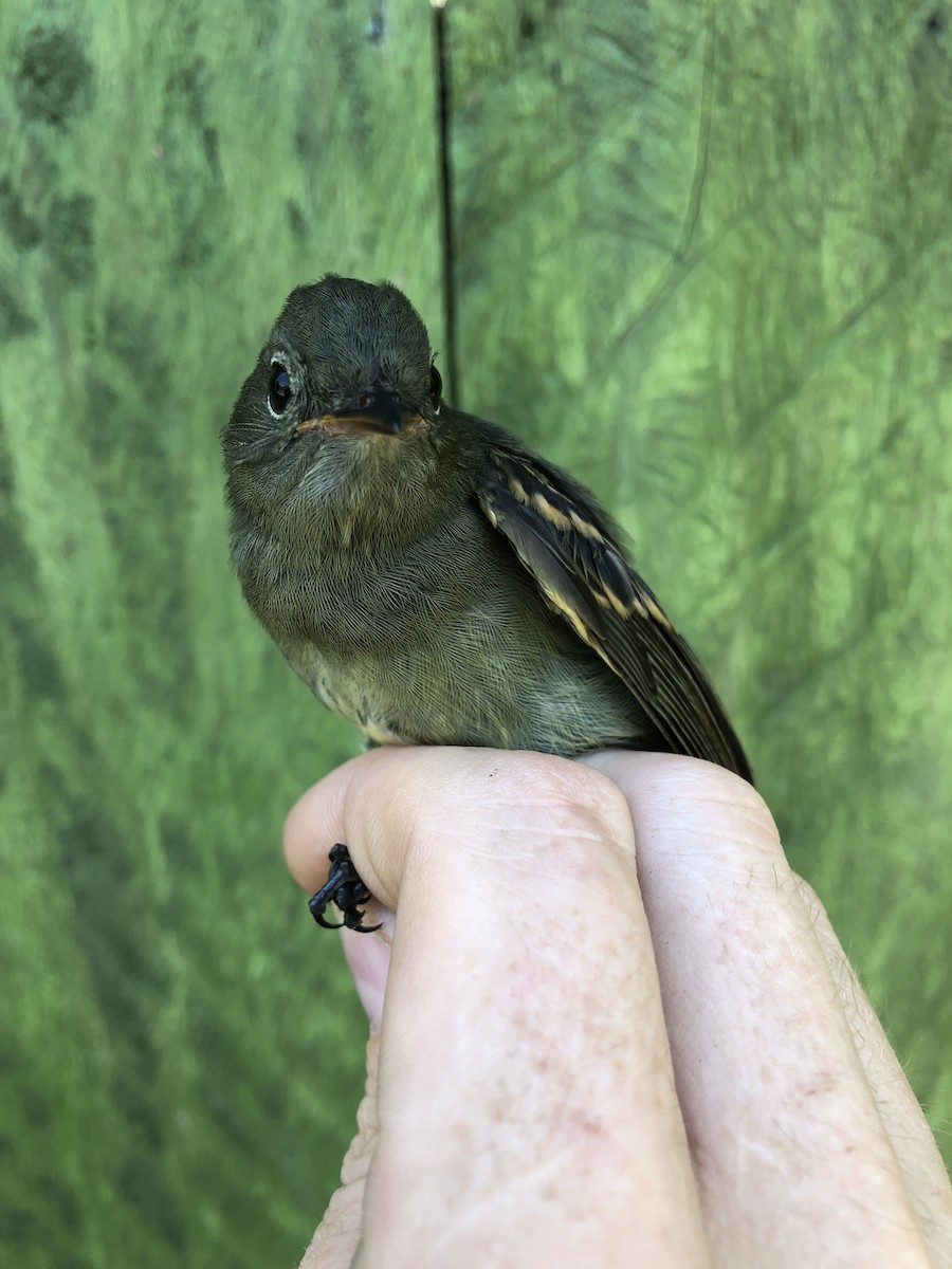 Slaty Elaenia - ML436377761