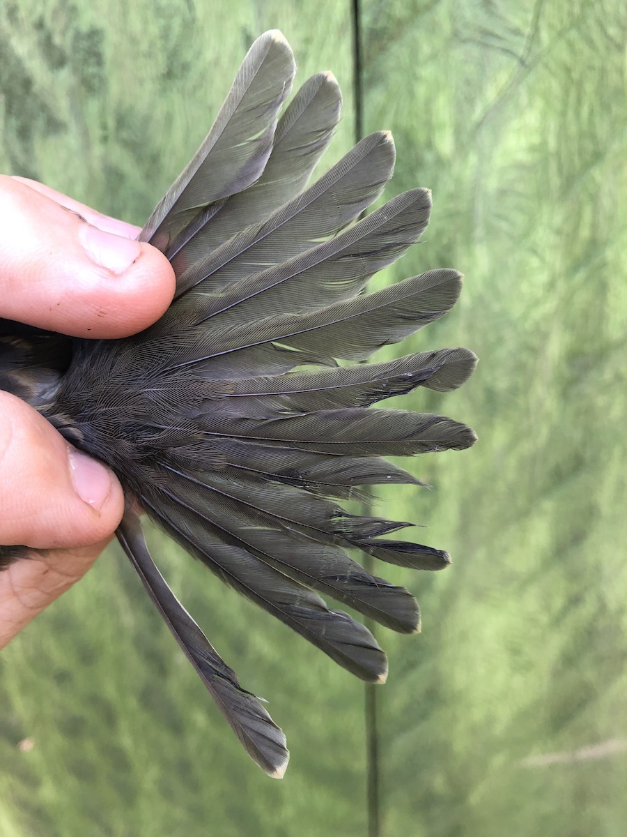 Slaty Elaenia - ML436377771