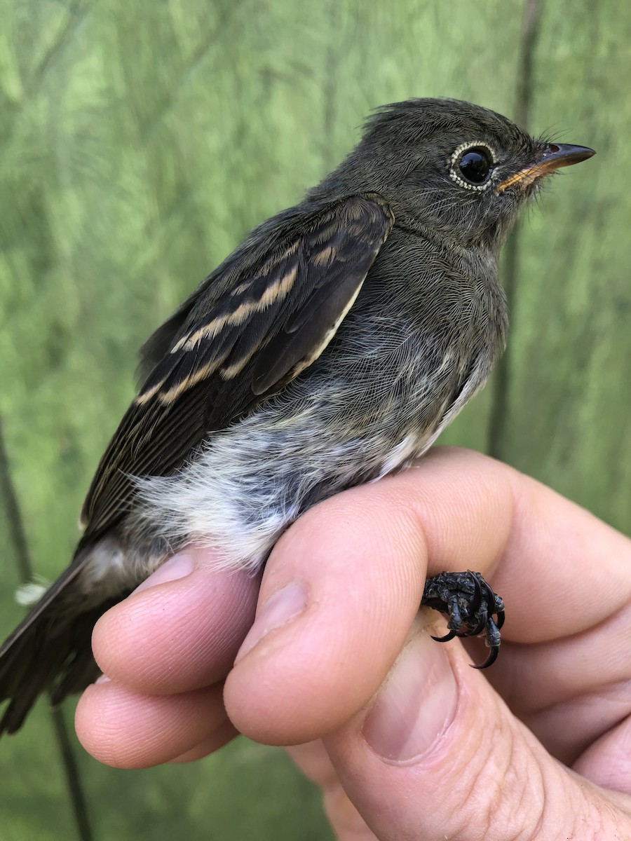 Slaty Elaenia - ML436377811