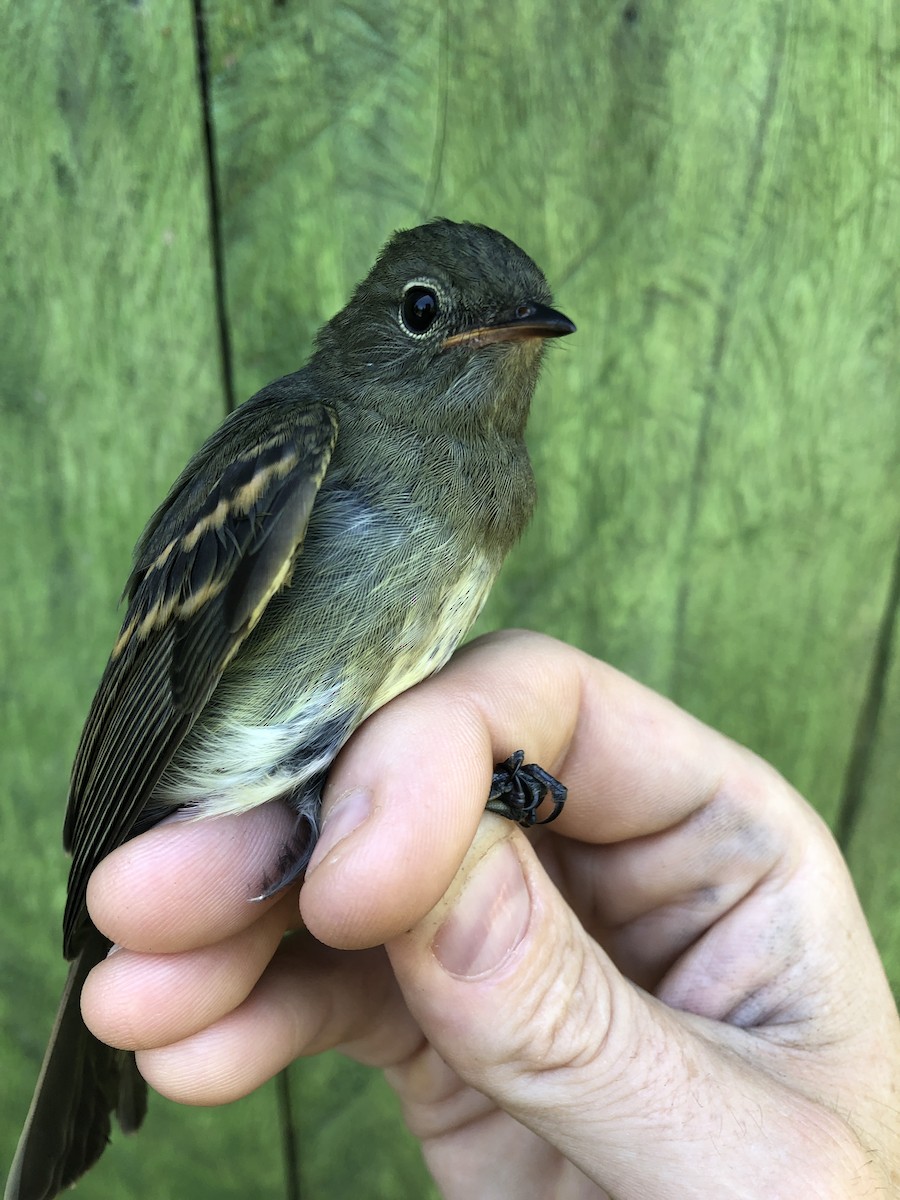 Slaty Elaenia - ML436377871