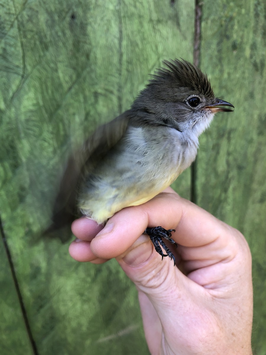 Large Elaenia - ML436377991