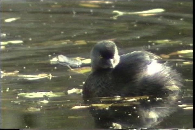 Least Grebe - ML436378