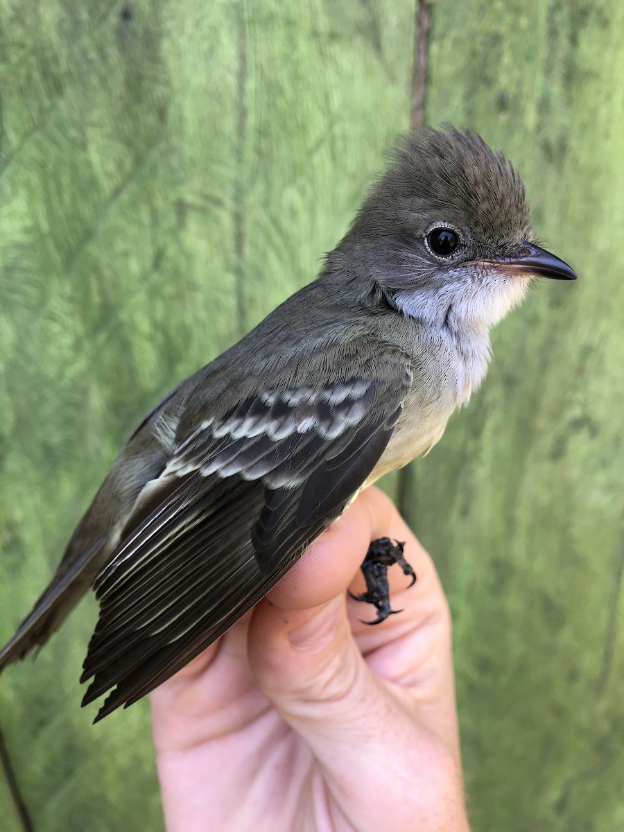 Large Elaenia - ML436378051