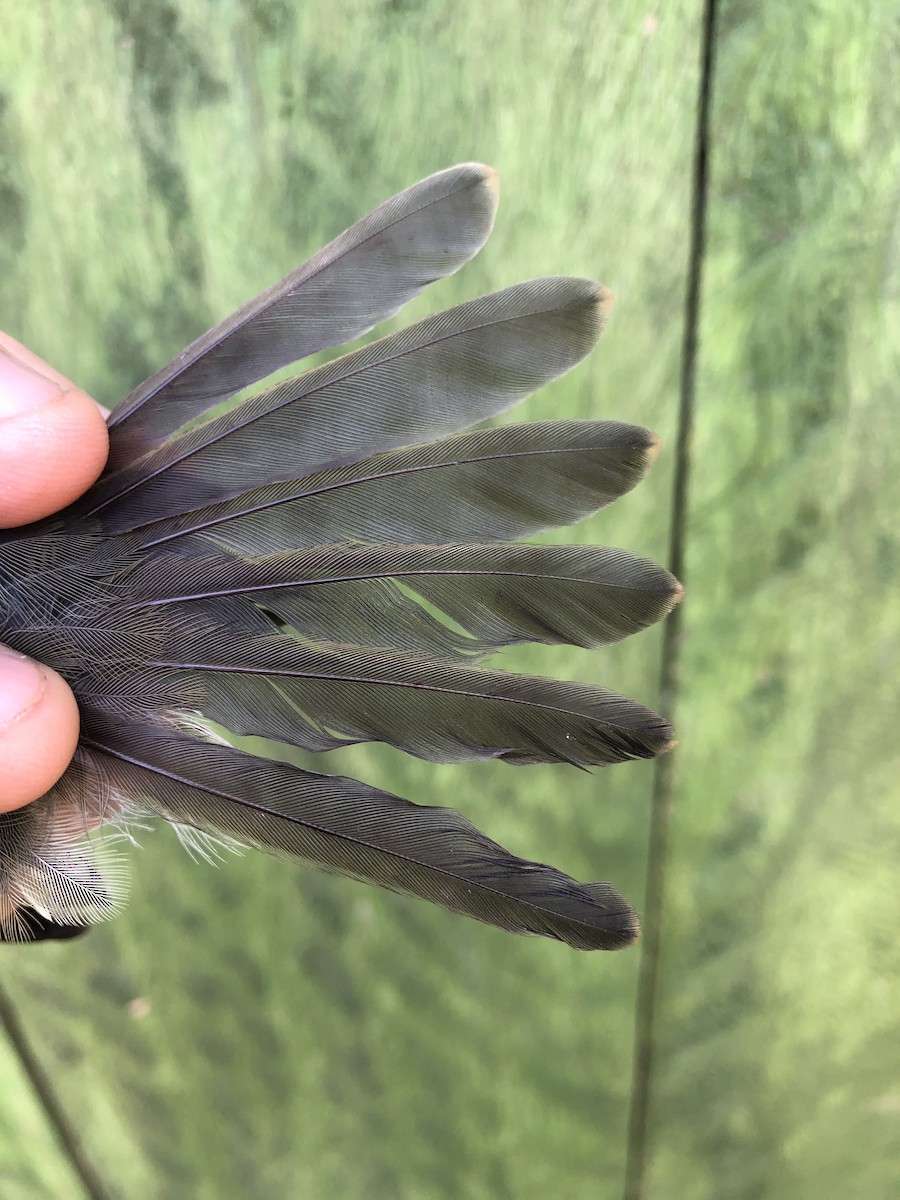 Slaty Elaenia - ML436378091