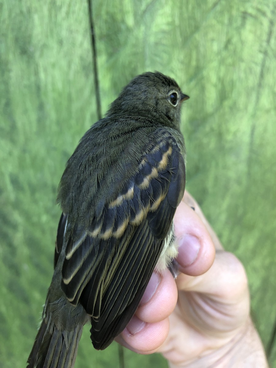 Slaty Elaenia - ML436378111