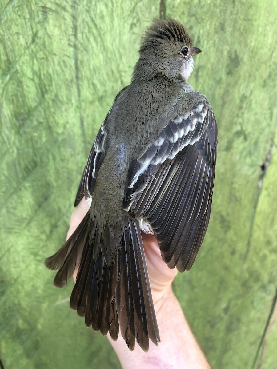 Large Elaenia - ML436378121