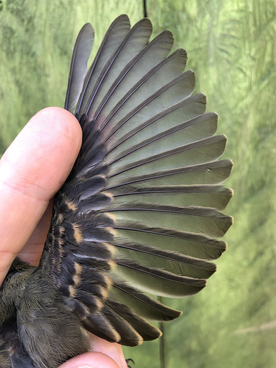 Slaty Elaenia - ML436378201