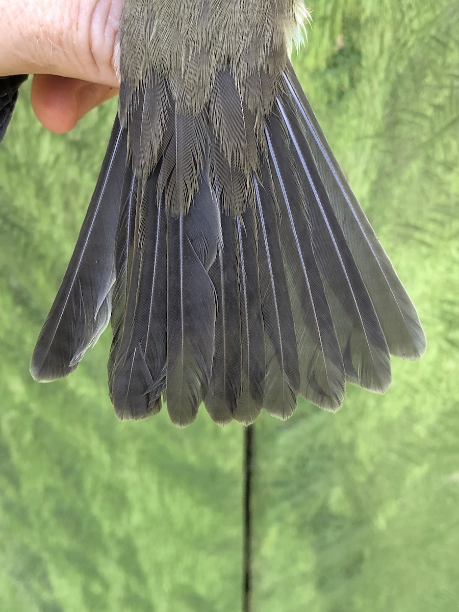 Large Elaenia - ML436378251