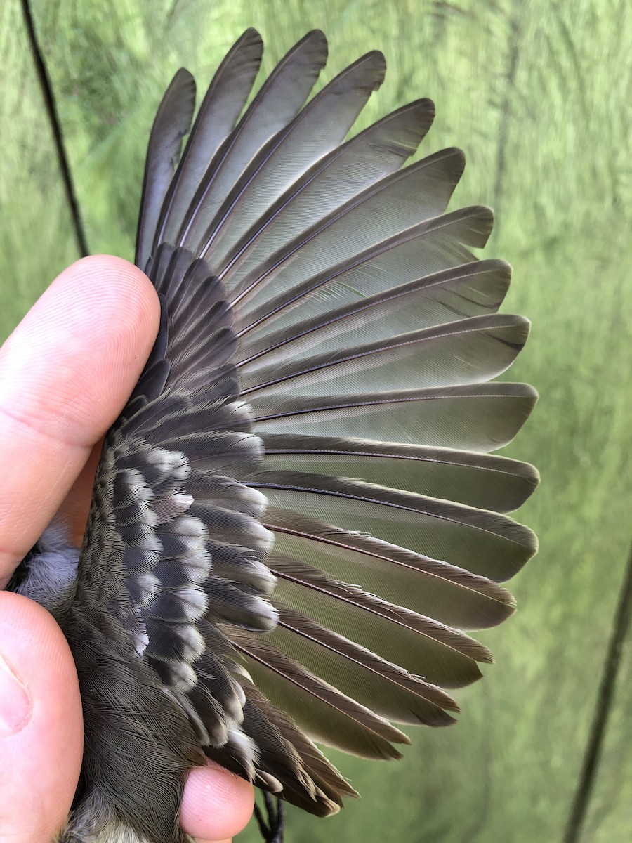 Large Elaenia - ML436378271