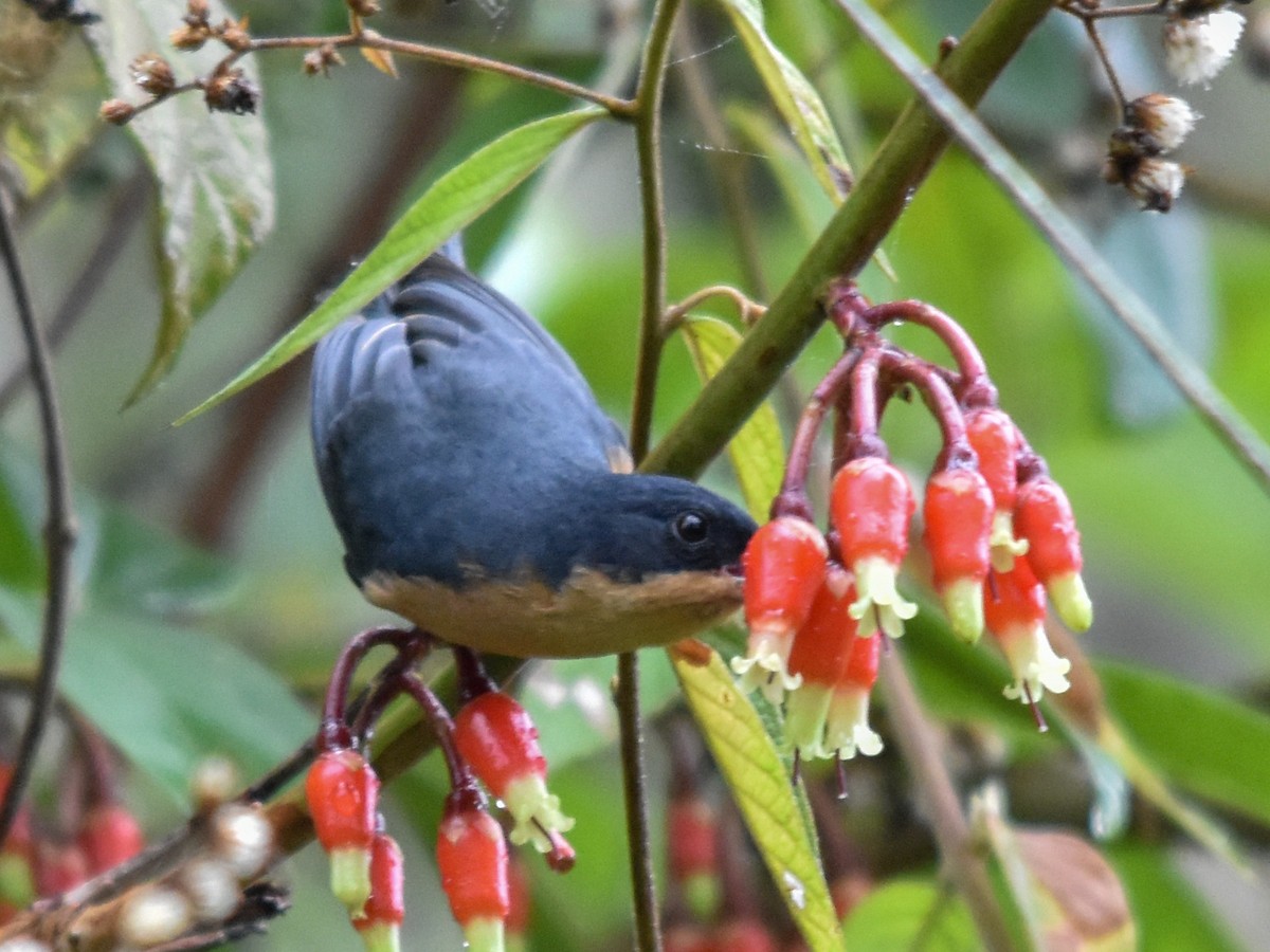 Rusty Flowerpiercer - Antonio Ros