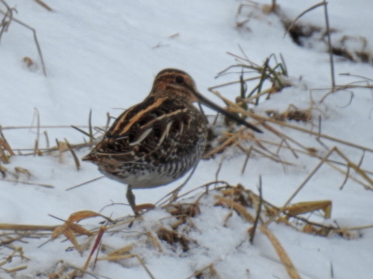 Wilson's Snipe - ML436379031