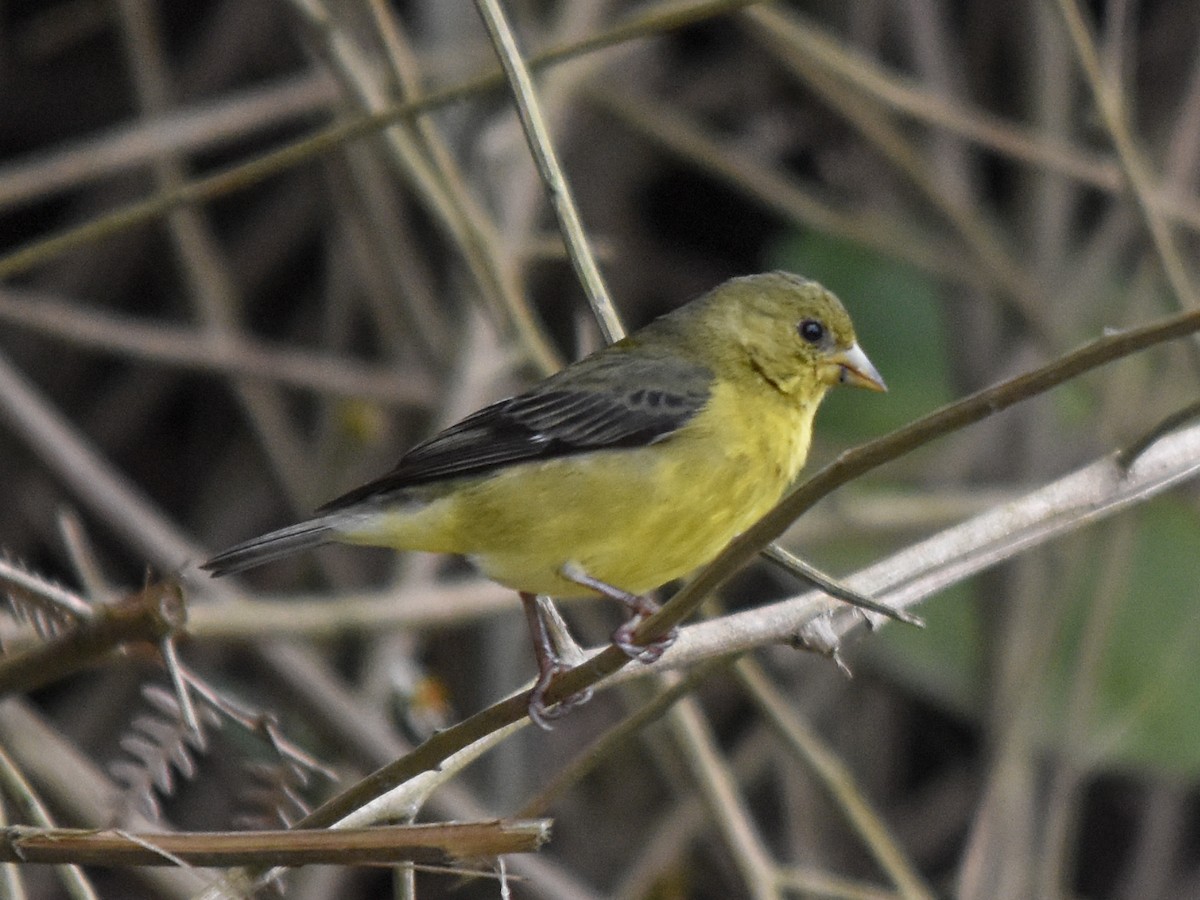 Lesser Goldfinch - ML436379631