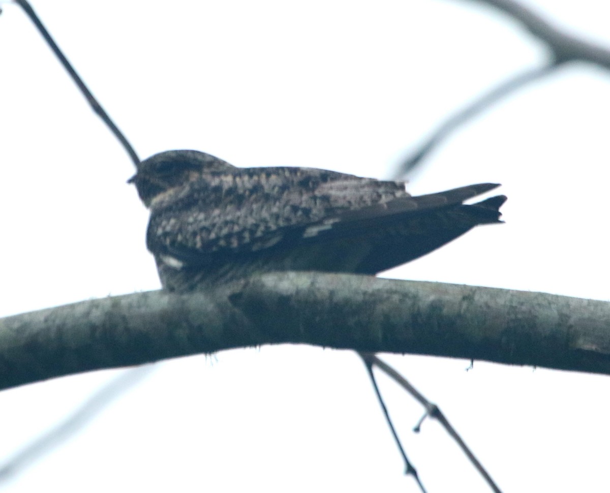 Common Nighthawk - ML436379661