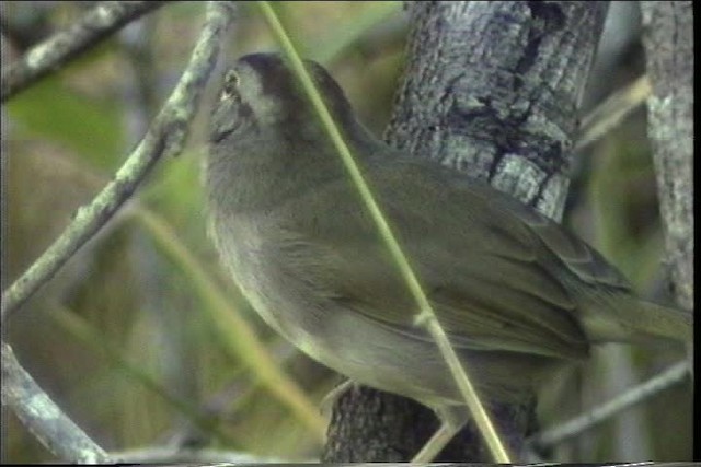 Cerquero Oliváceo (grupo rufivirgatus) - ML436381