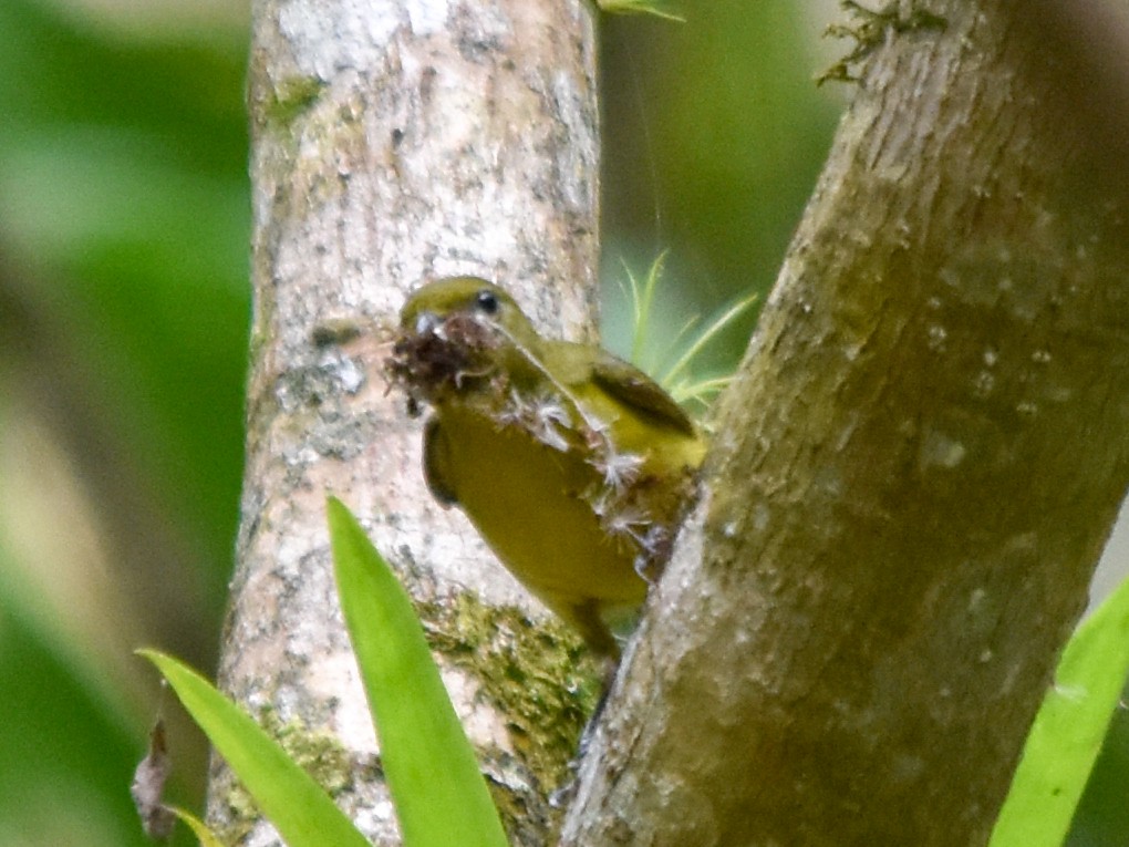 Thick-billed Euphonia - ML436381451