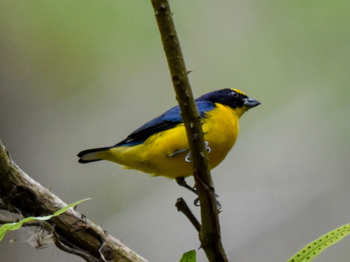 Thick-billed Euphonia - ML436381601