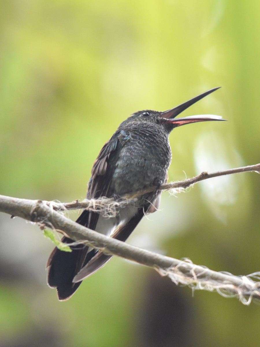 Blauschwanz-Buffonkolibri - ML436381891