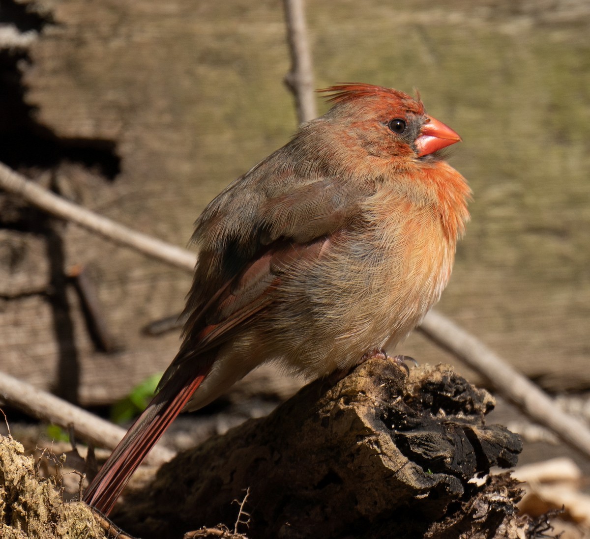 Northern Cardinal - ML436383521