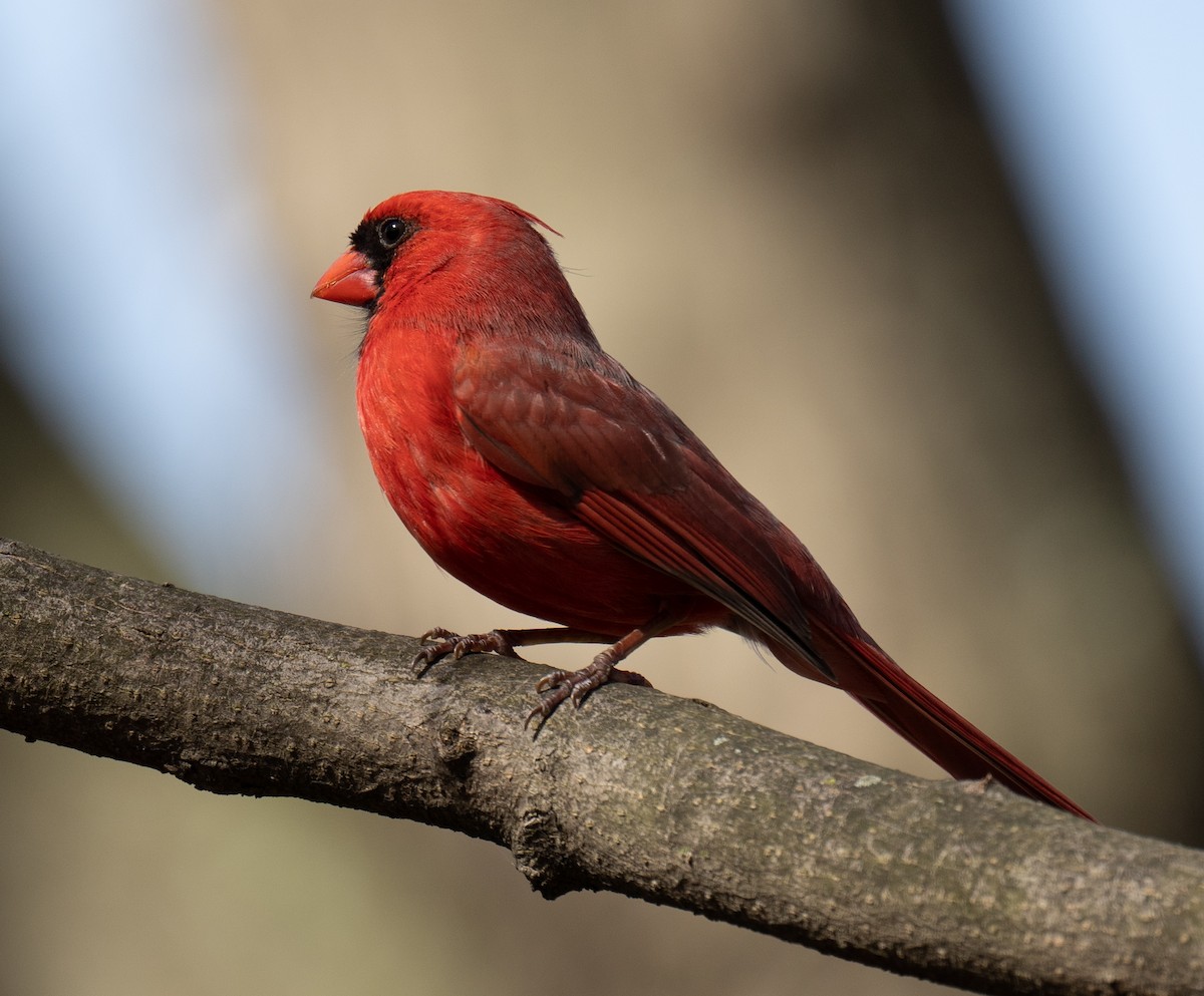 Northern Cardinal - ML436383531