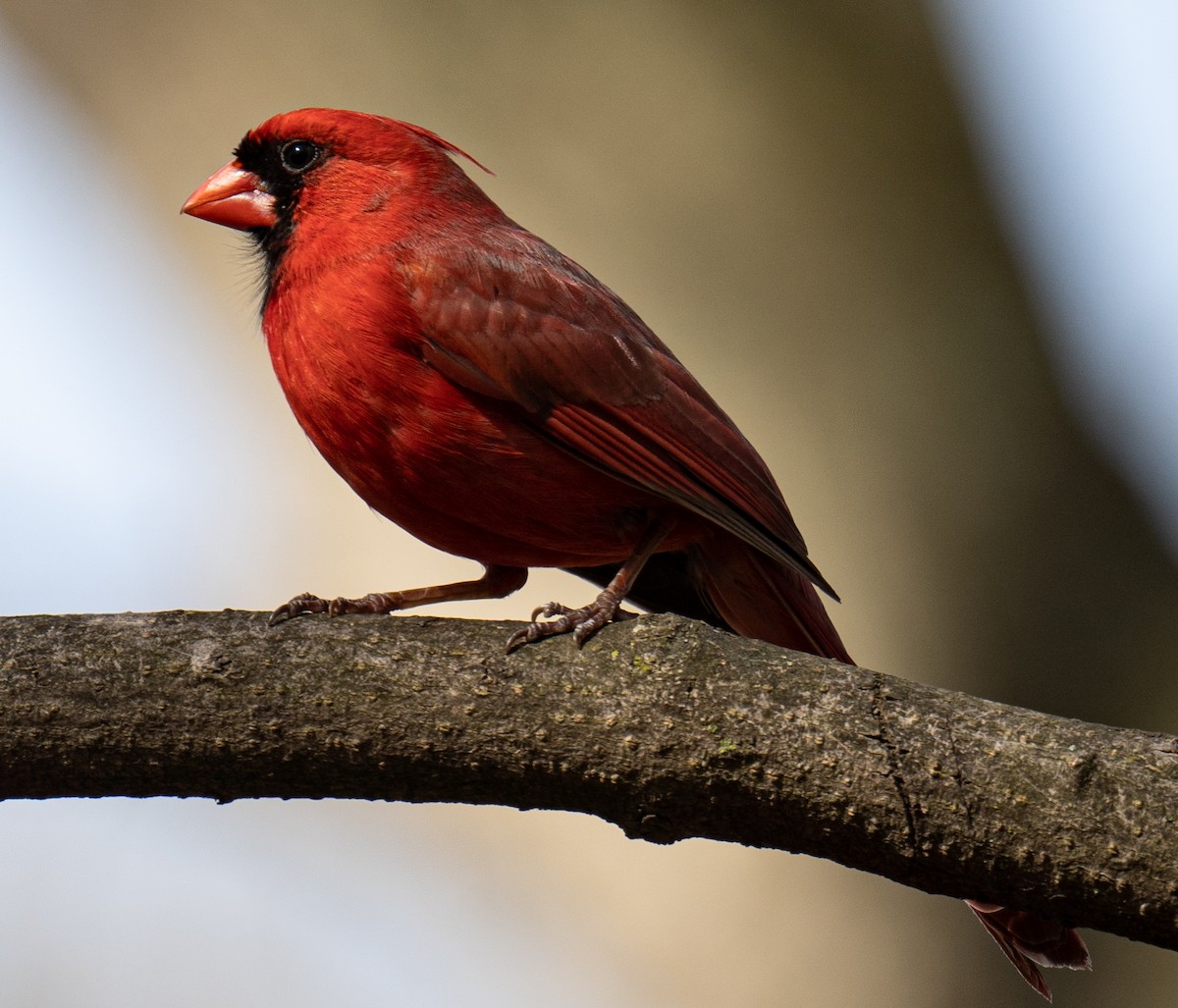 Northern Cardinal - ML436383541