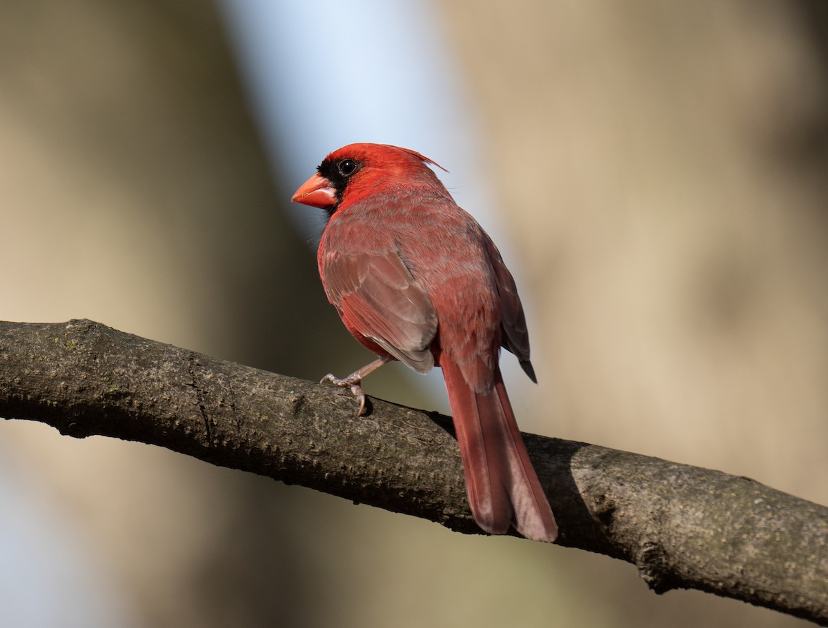 Northern Cardinal - ML436383571