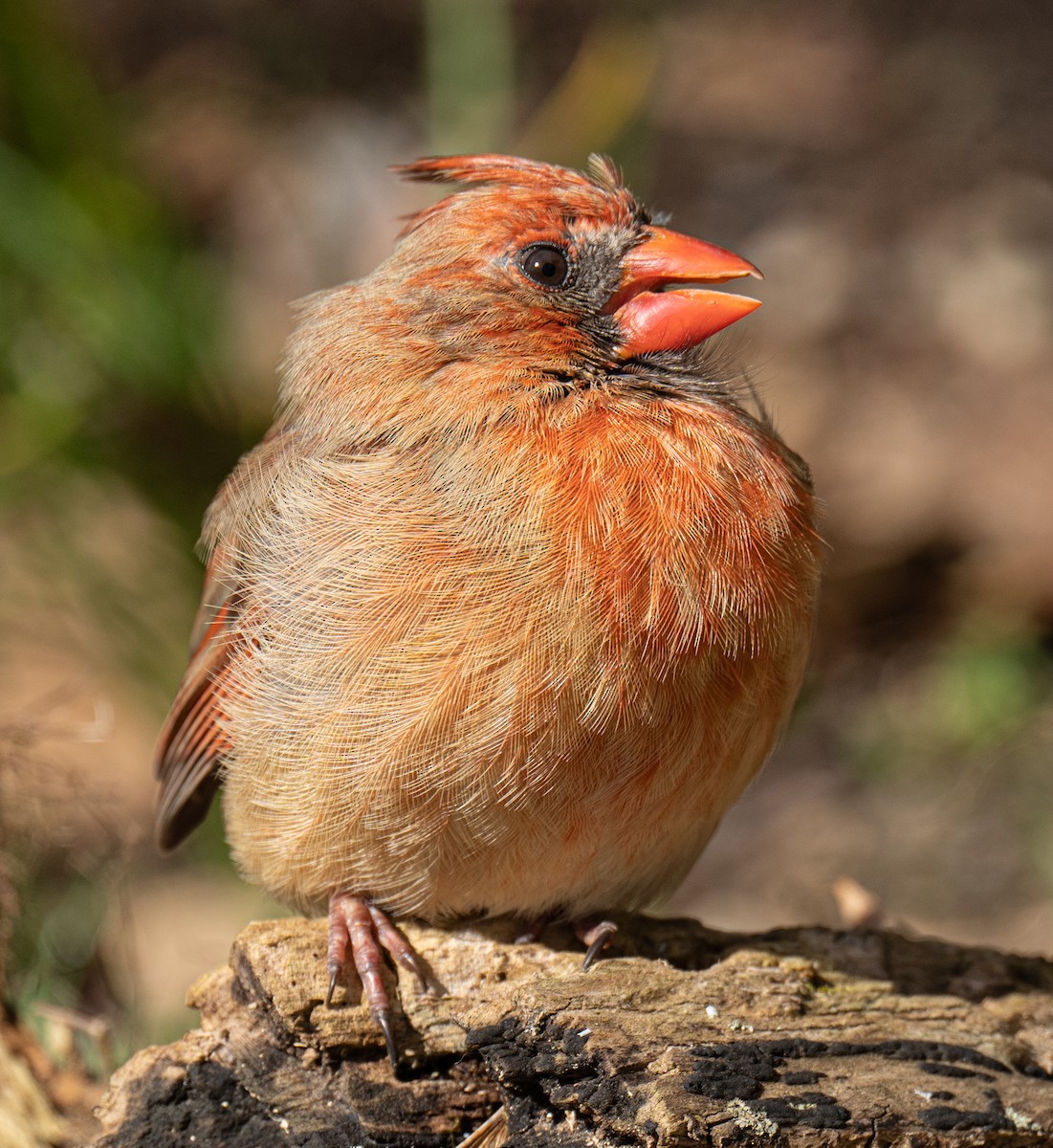 Northern Cardinal - ML436383591