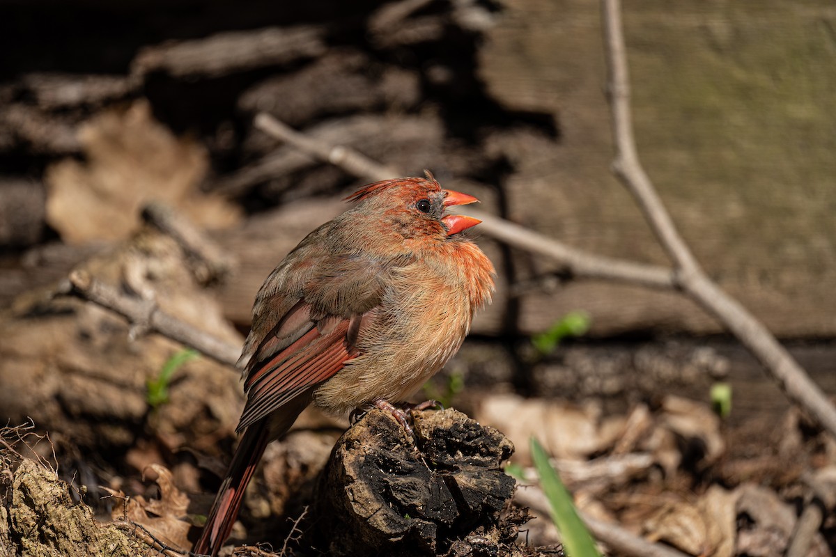 Northern Cardinal - ML436383611