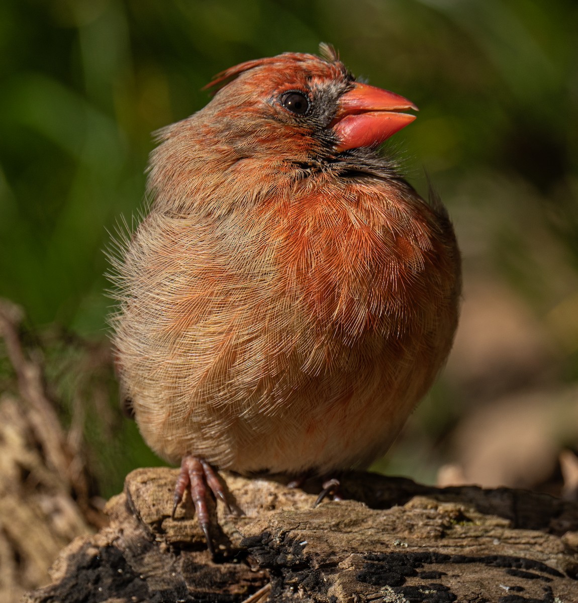 Northern Cardinal - ML436383631