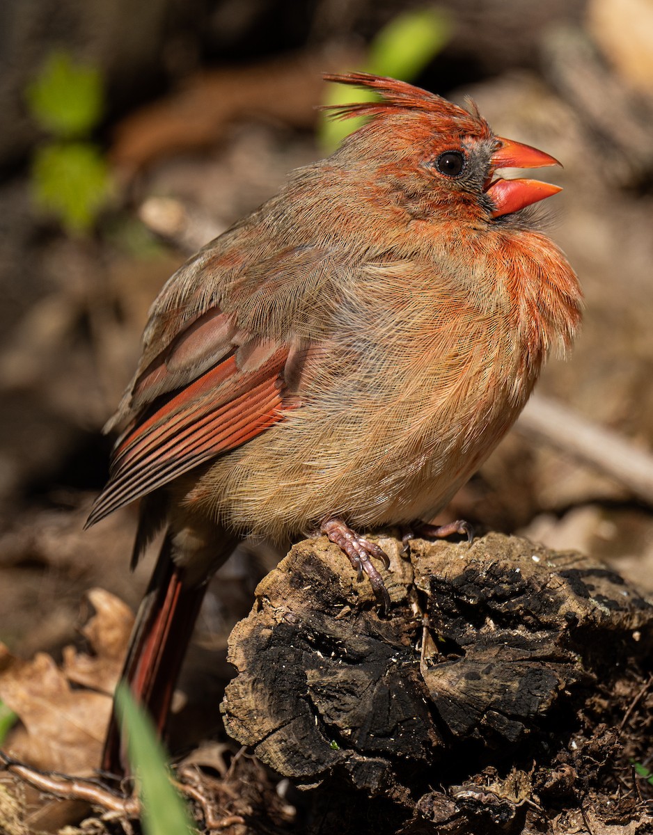 Northern Cardinal - ML436383641