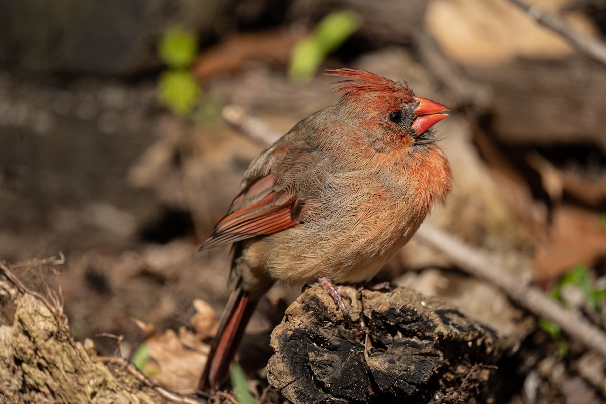 Northern Cardinal - ML436383701