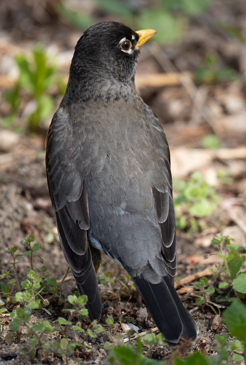 American Robin - ML436383851