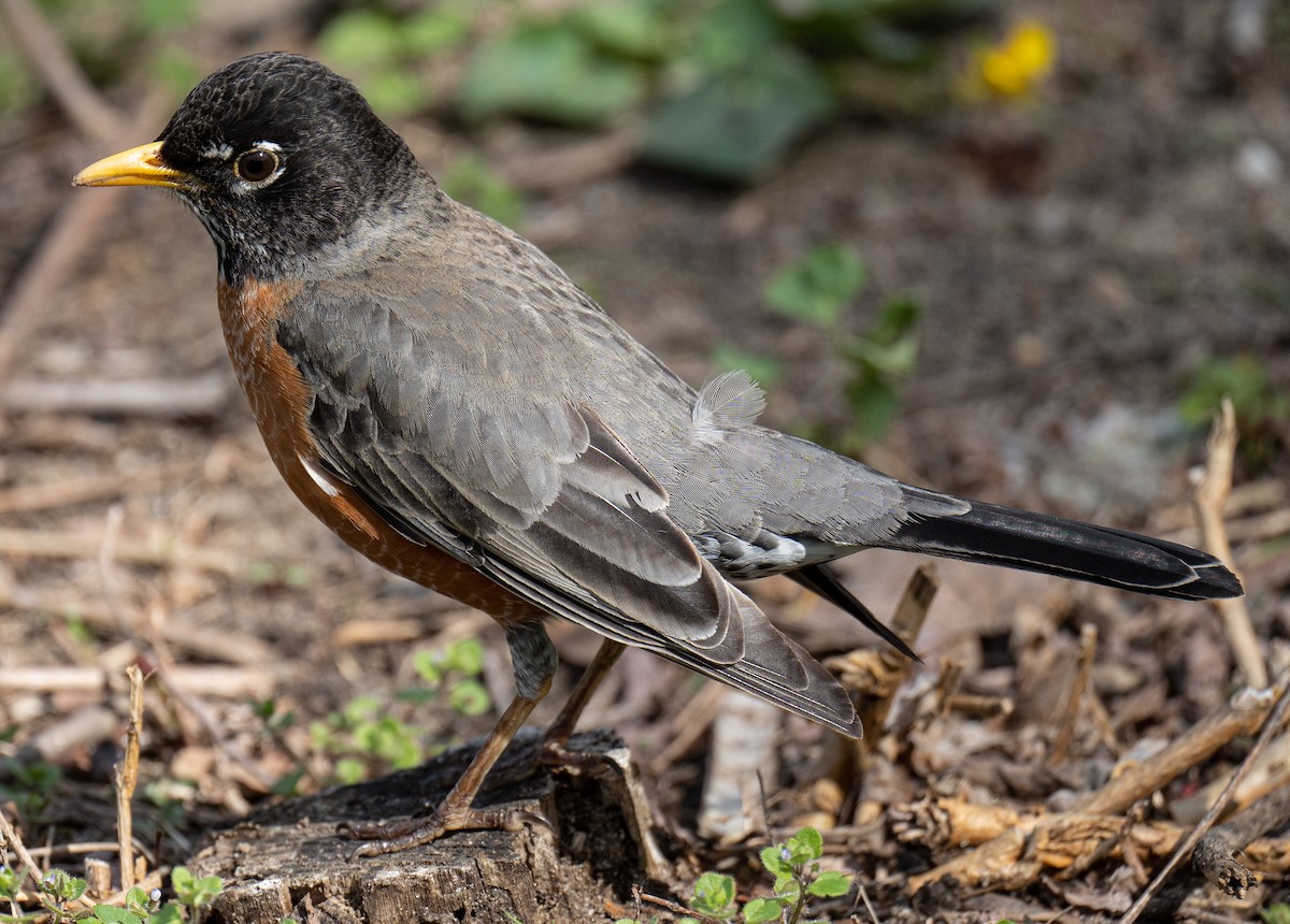 American Robin - ML436383881