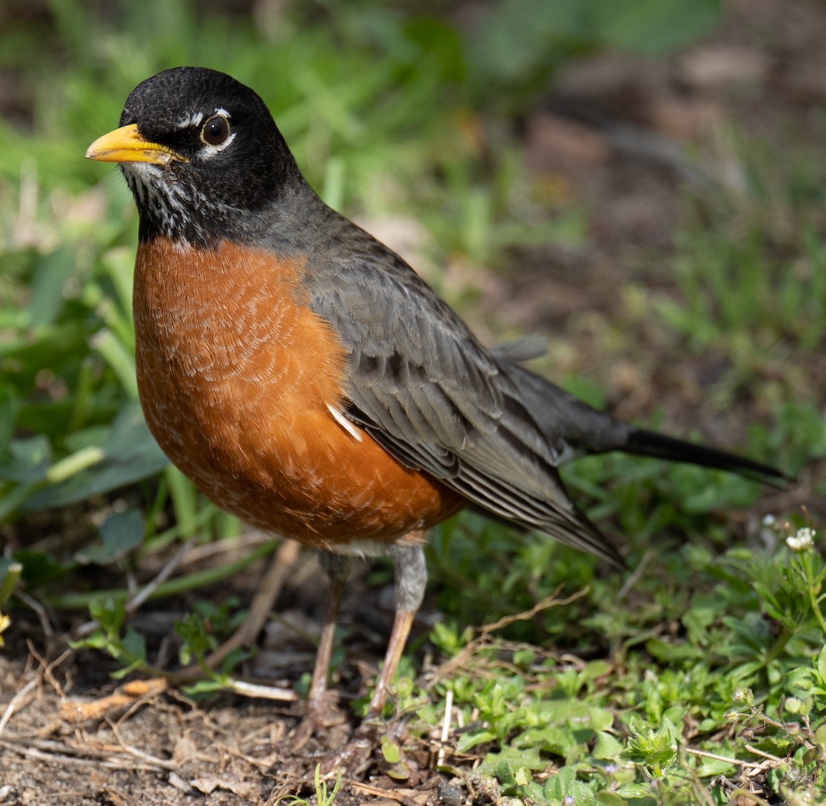 American Robin - ML436383901