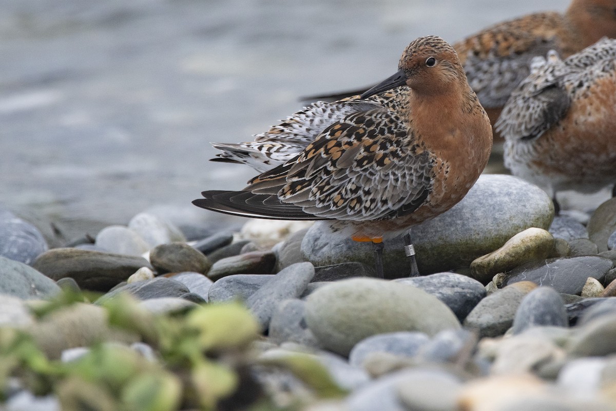 Red Knot - ML436384181