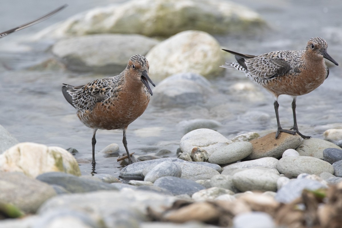 Red Knot - ML436384191