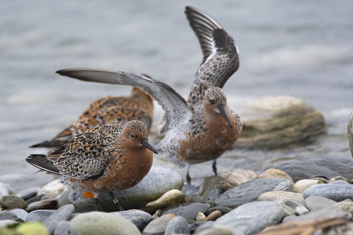 Red Knot - ML436384201